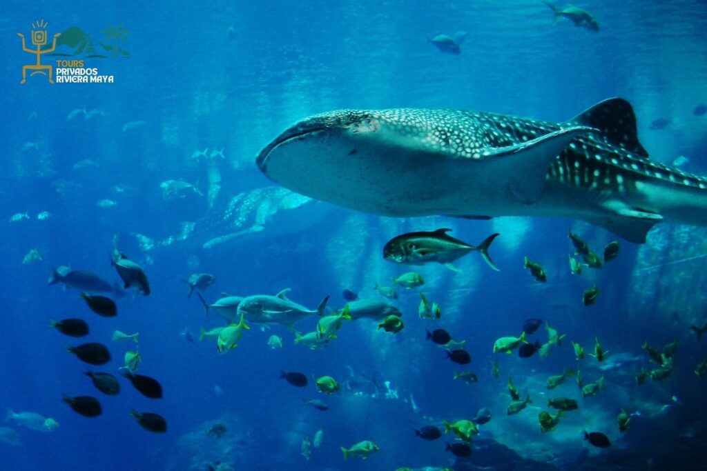 excursion-tiburon-ballena-riviera-maya