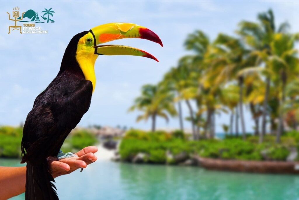 la-riviera-maya