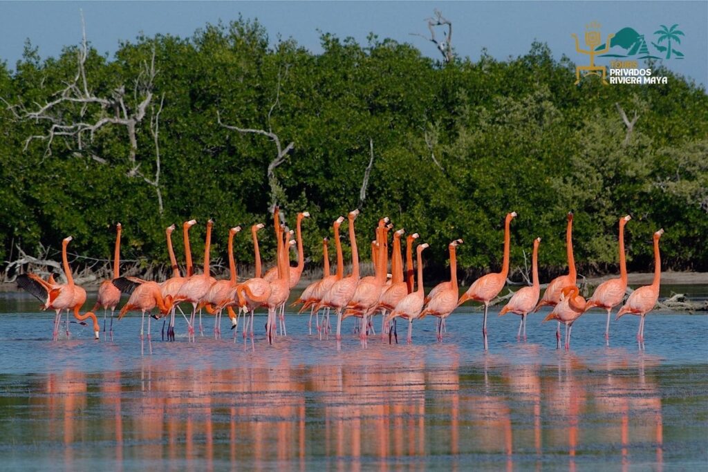 las-coloradas-y-rias-lagartos