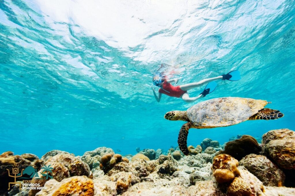 nado-con-tortugas-en-akumal