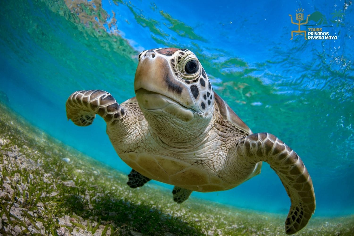 nado-con-tortugas-tour-privado-akumal-riviera-maya