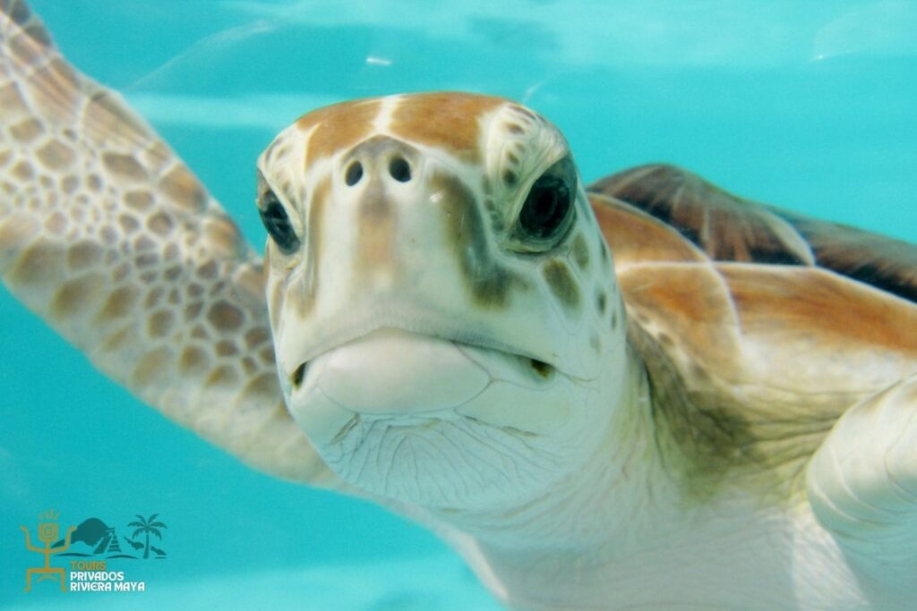 nado-tortugas-akumal-riviera-maya