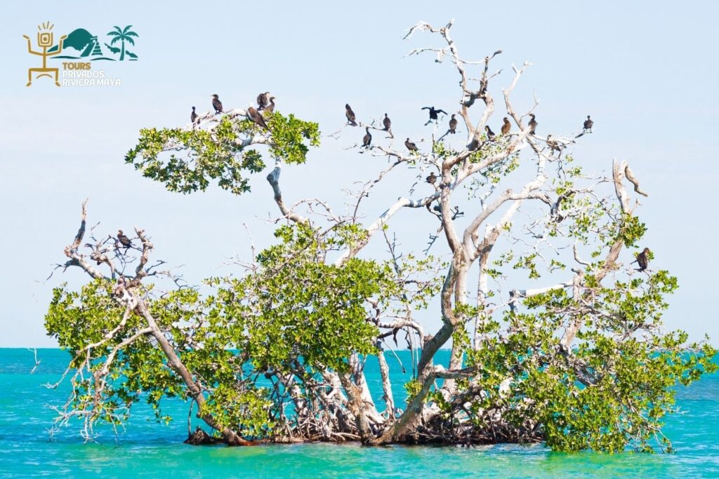 sian-kaan-recorrido-tour-privado-riviera-maya