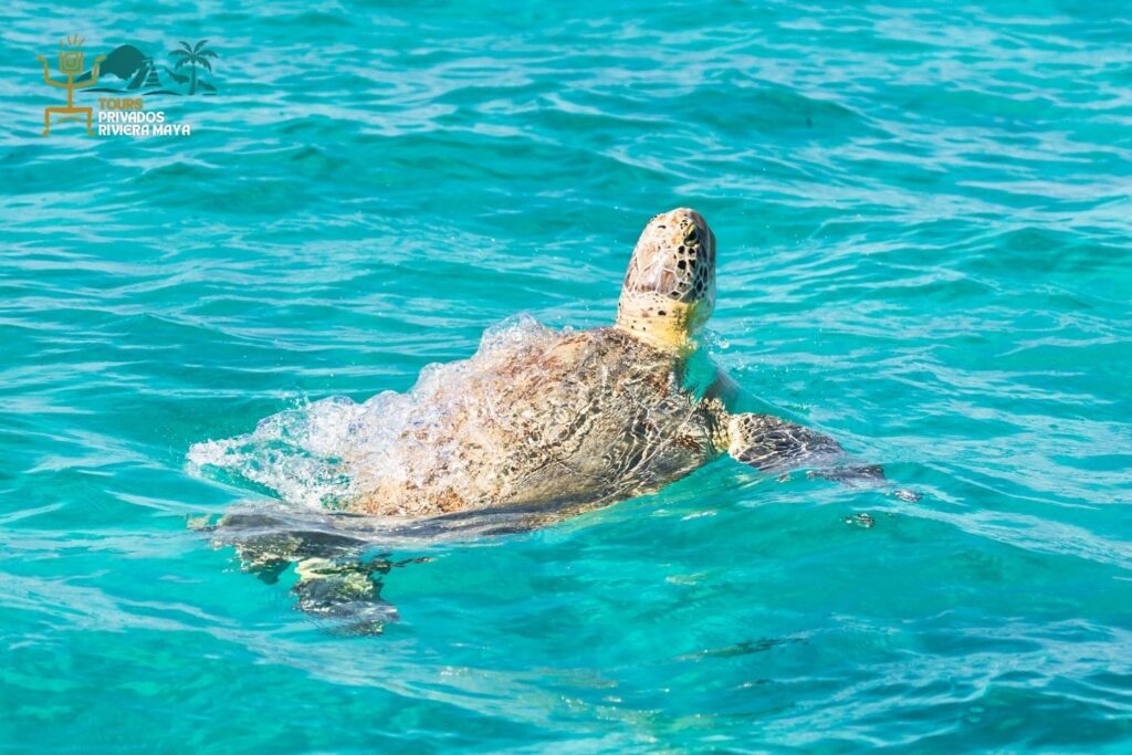 sian-kaan-tour-privado-riviera-maya-tortugas