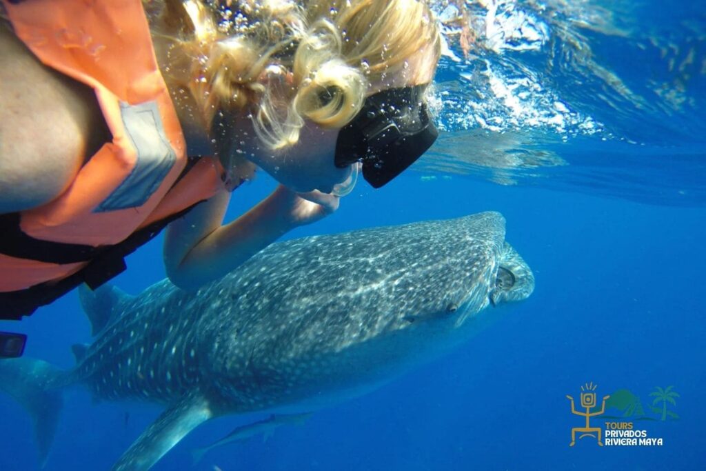 tiburon-ballena-riviera-maya-tour-privado