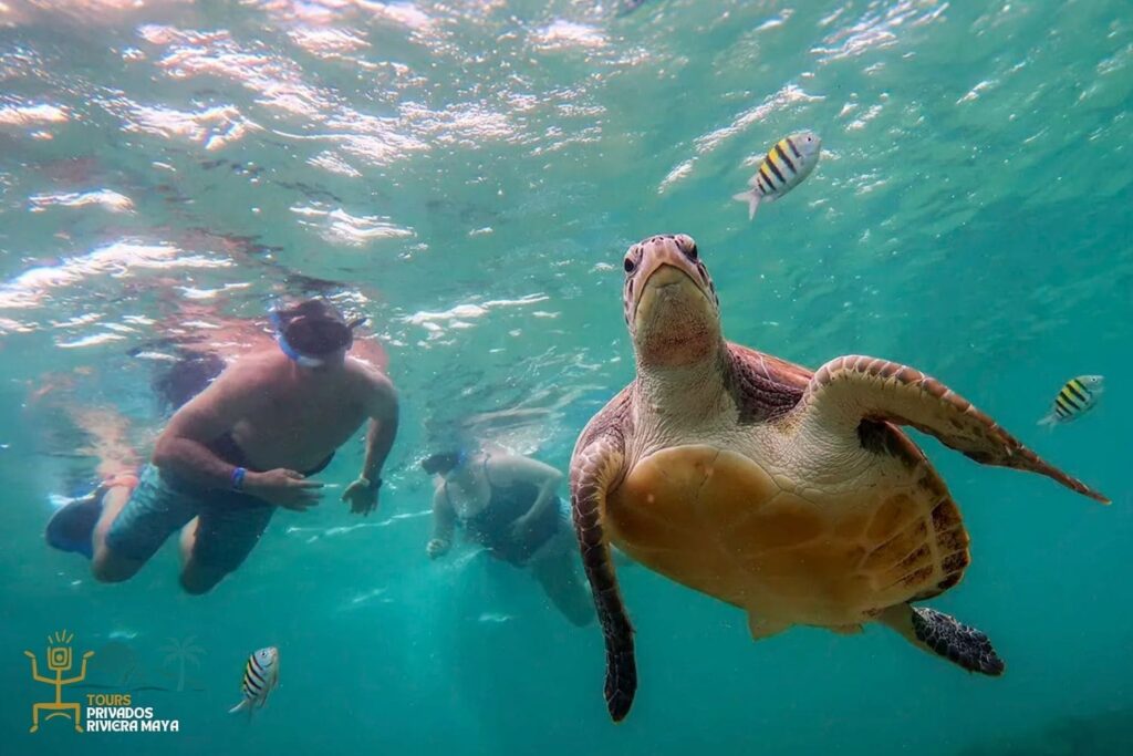 tour-privado-nadar-con-tortugas-en-akumal