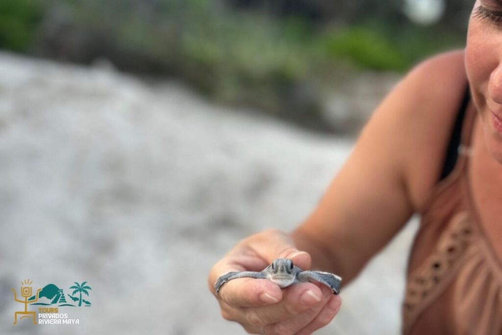 tour-privado-nado-con-tortugas-akumal-riviera-maya