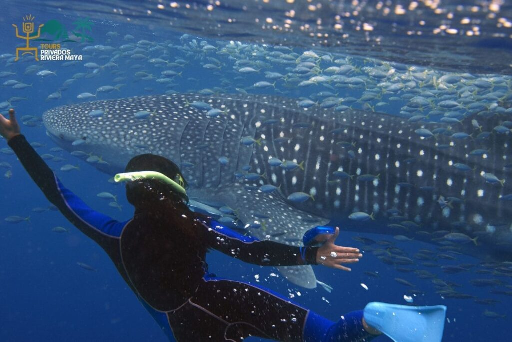 tour-tiburon-ballena