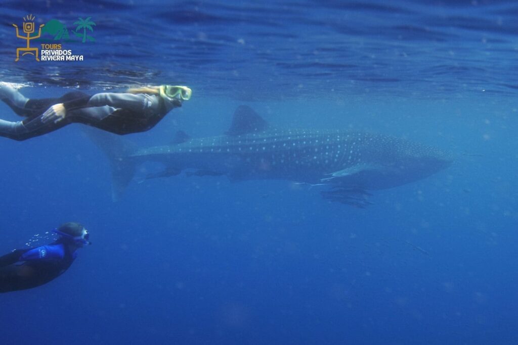 tour-tiburon-ballena-buceo