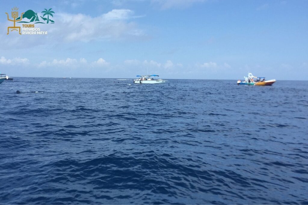 tour-tiburon-ballena-riviera-maya