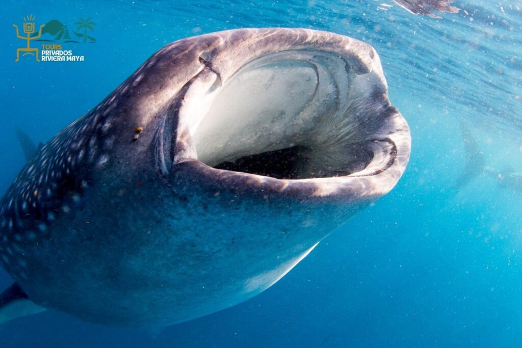 tour-tiburon-ballena-riviera-maya